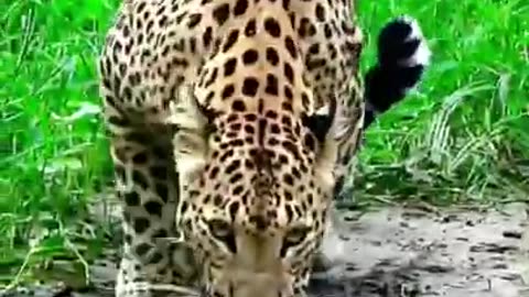 WILD KINGDOM: The Most Beautiful Animals 8K VIDEO ULTRA HD