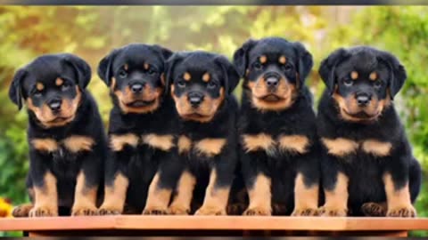 Rottweiler dog