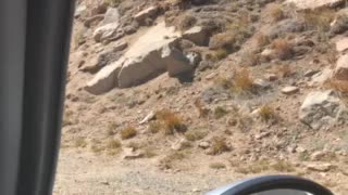 Mountain goats on Mount Evans