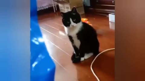 Awesome SO Cute Cat ! Cute and Funny Cat Videos to Keep You Smiling! 🐱9