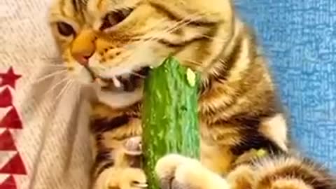 Funny Cat Videos Compilation #cat #cats #catlover #homepets #cutecat #funnycats #babycat