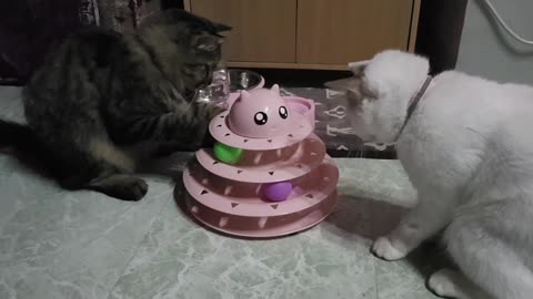 My Cats playing together.
