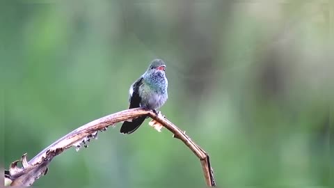 Hummingbird Nature Birds Beautiful Birds Hummingbird Birds In Nature Hummingbirds