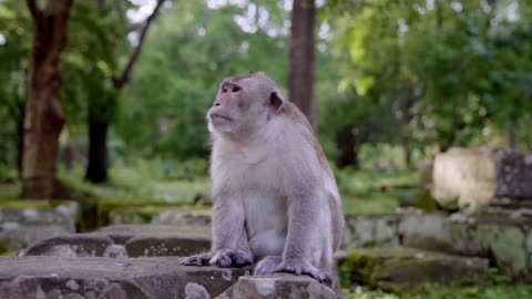 sad monkey #animal #monkey