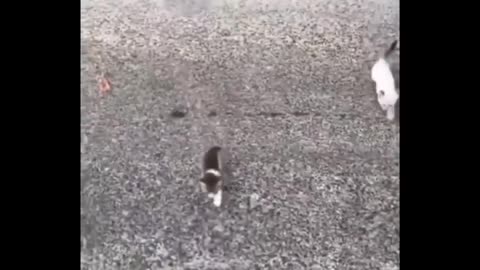 funny behavior of kittens on the street