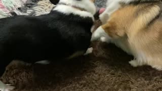 Corgi playtime