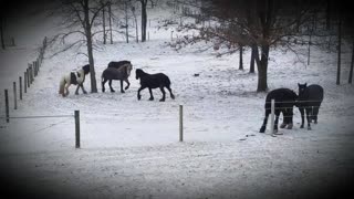Beautiful horses playing in the snow