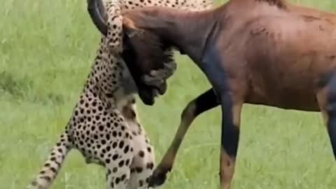 A coalition of male cheetahs take down a hartebeest in the Maasai Mara.