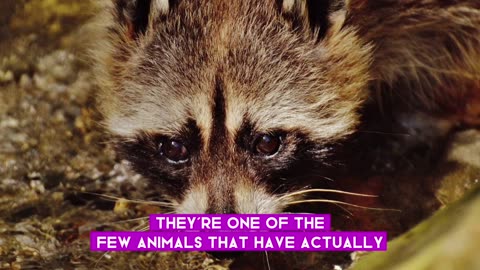 Amazing and lesser facts of raccoon #amazingfactsofanimals #raccoon #raccoons #raccoonandfriends