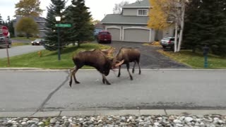 Watch Moose Fight in a Quiet Alaska Suburb