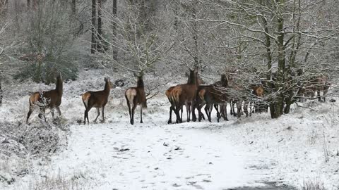 A herd of Gazelles are moving