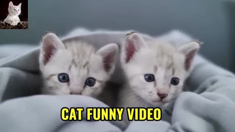 CAT FUNNY VIDEO CAT VIRAL VIDEO