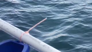 Dolphins while deep sea fishing not good!!!