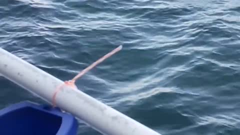 Dolphins while deep sea fishing not good!!!