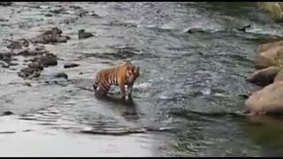 Corbett Park | Tiger Video