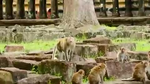Bad Monkey Killing Orphan Baby Monkey in the pool