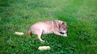 Walter likes his corn on the cob