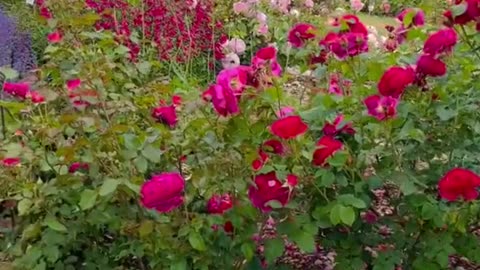 Beautiful garden pull of English flowers