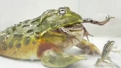 Frog vs frog