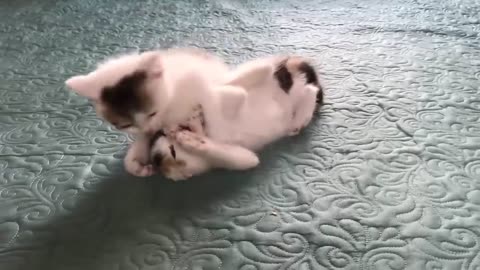 CUTE Cats playing