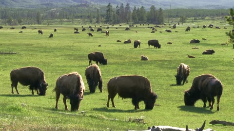 Bison, Of Yellowstone