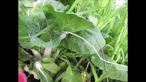 Crisp and Crunchy Bok Choy July 2022