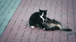 two cats have fun playing.