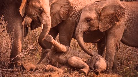 Sheldrick Wildlife Trust overview 2018 | Sheldrick Trust