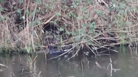 Moorhen On A Lake In North Wales