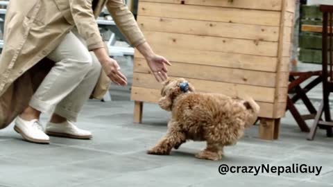 Cute Dogs - Funny & Cute animal videos