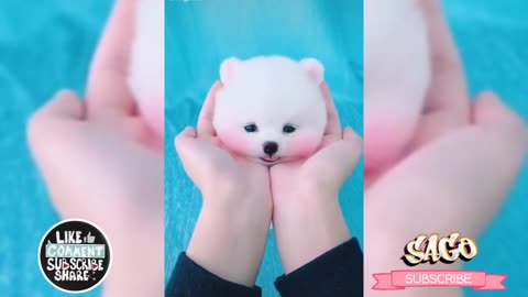 Funny puppies | Cute puppy videos compilation | teacup pomeranian puppies