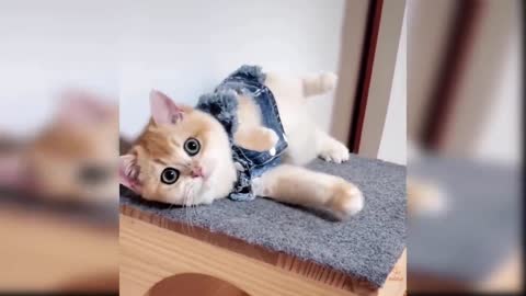 Baby cat's, cut cat funny video