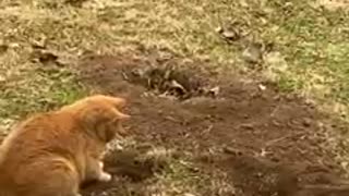 Animal: cat vs mole