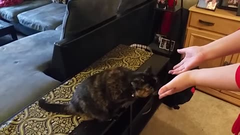 Cute cat doing tricks