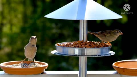 Bird sparling sparrow bird ture beauty videos