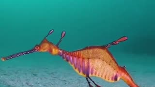 BEAUTIFUL SEAHORSE