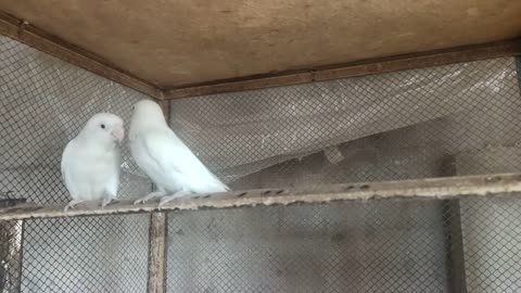 Red eyes Albino Lovbirds