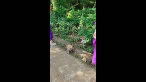 Cheeky monkey steals tourist's hat