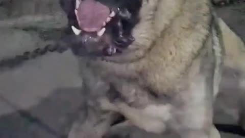 Aggressive kangal shepherd dog