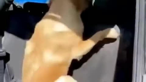 Cute funny animal video//cute puppy video