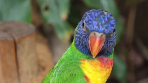 Parrot Ainbow Lorikeet