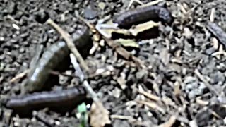 Creepy Worms are DESTROYING our Property... HELP!