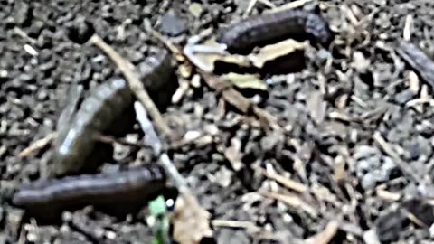 Creepy Worms are DESTROYING our Property... HELP!