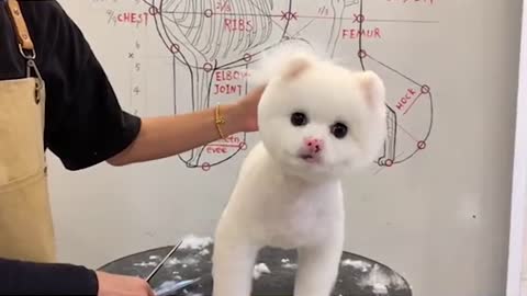 Pom Puppy Grooming - How To Give Pomeranian Dog Grooming - Puppy Groomy