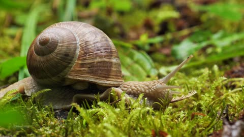 Slow and Graceful: Snail Mollusk in Close-Up