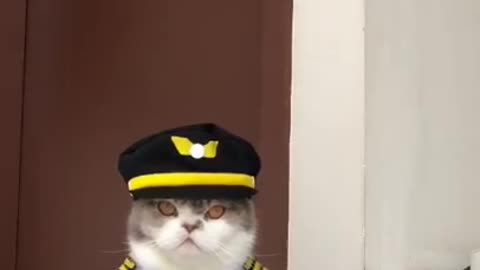 Cat Wearing a Police Uniform | Funny Cat Video