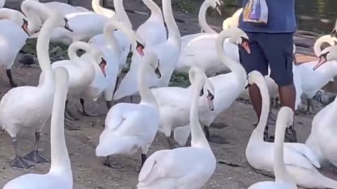 Hungry Swans beautiful Birds WOW 😳