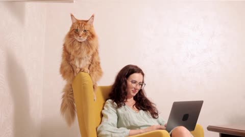 CAT CHAIR SITTING