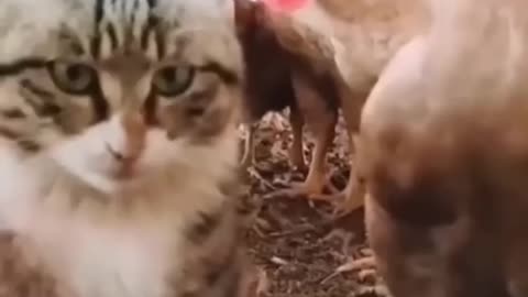 Cat funny video viral