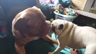 Pug and Dogue Tug-of-War